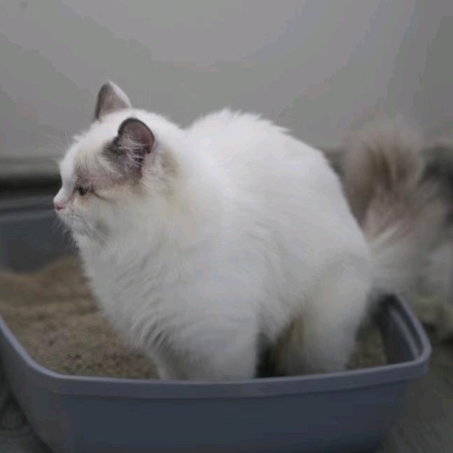 小夏啊（疯狂熬夜的剪辑师）