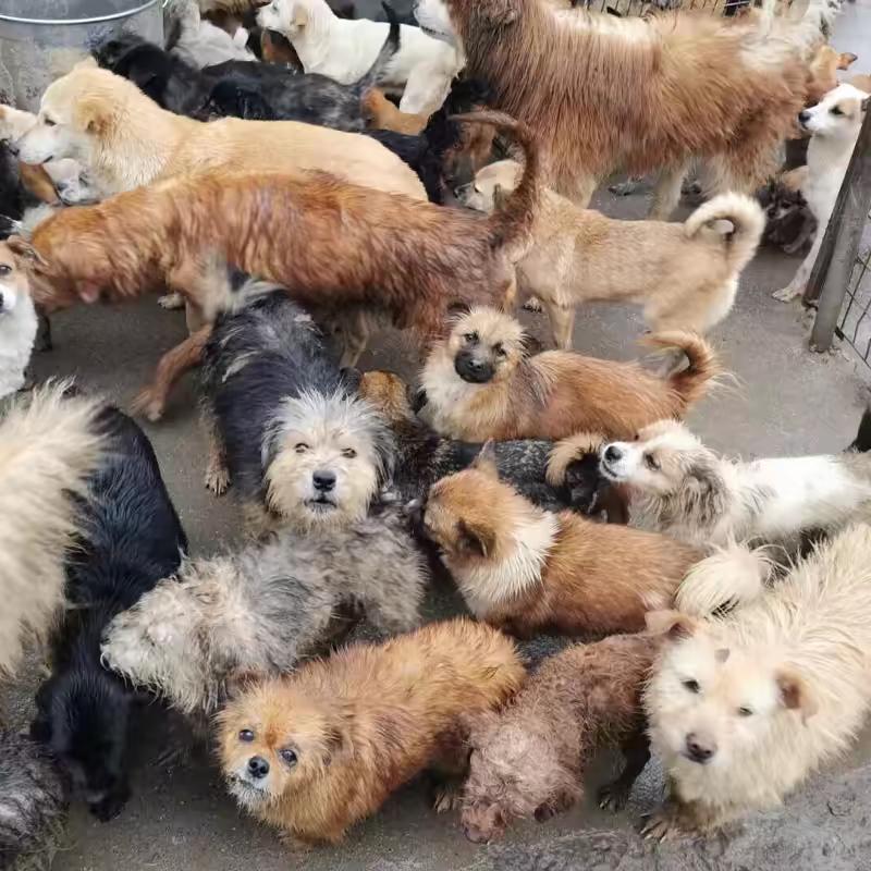 三毛流浪狗救助基地