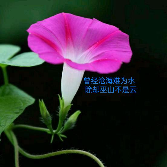 刘刘顺