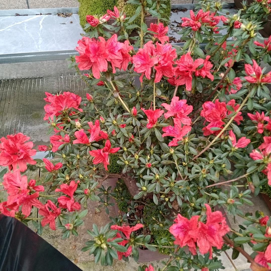 曹群英