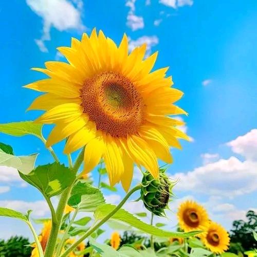 ╰☆桃桃の🍑☆╮