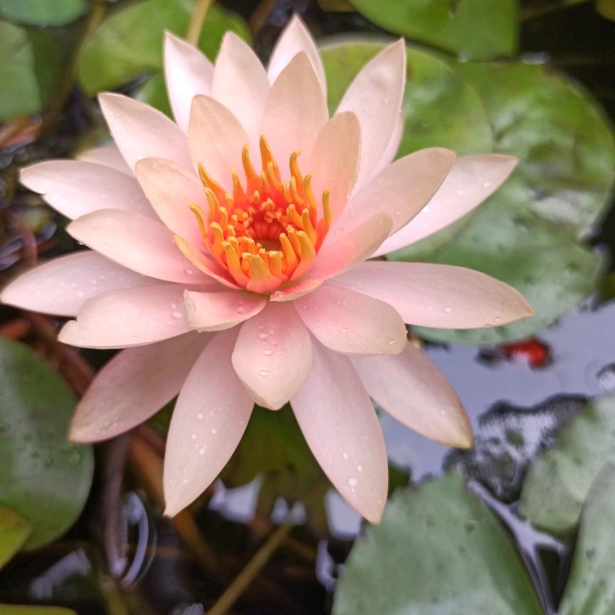 小小的豆芽