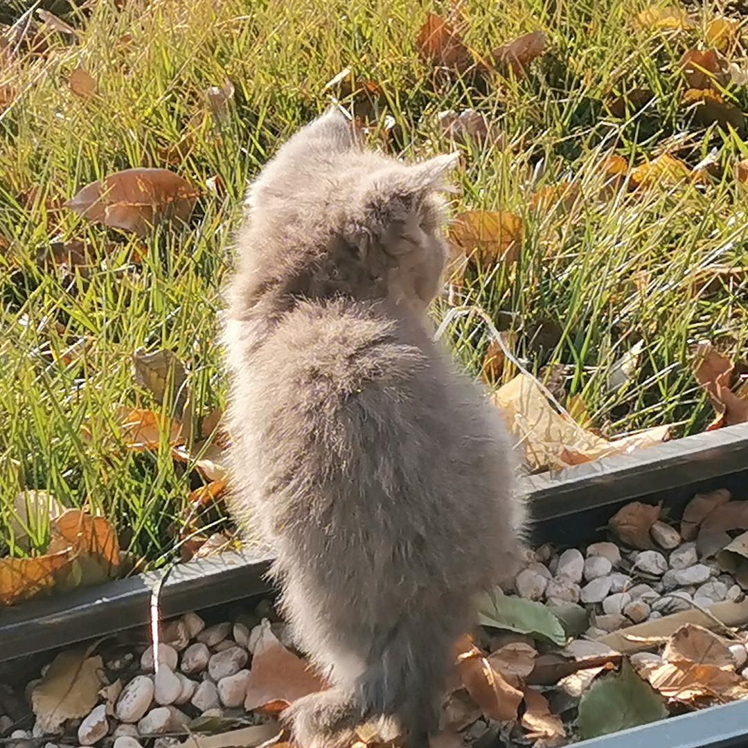 猫猫~