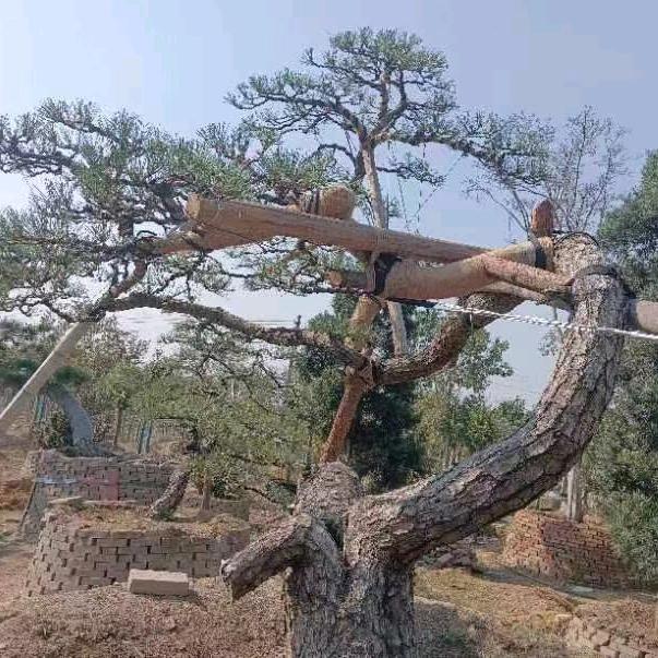 造型各种名树啊发团队
