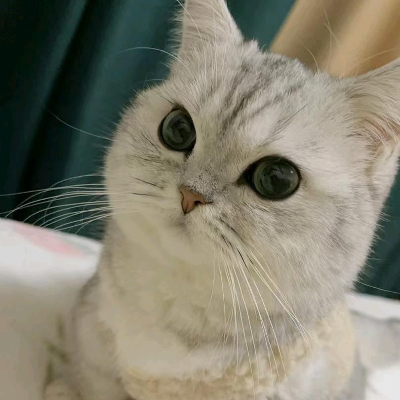 小新
