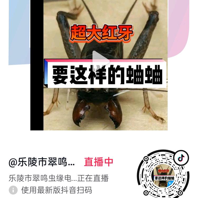 乐陵市翠鸣虫缘电子商务中心