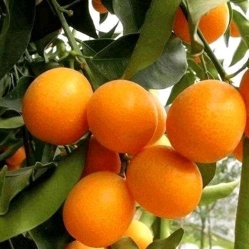 雨后彩虹🌹🌹🌹🐚🐚