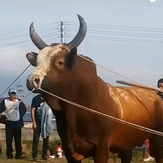 艾九🦬🇨🇳
