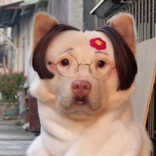 黄大胆呀
