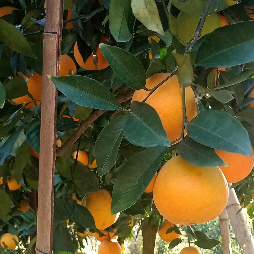 风情园‘儿童乐园