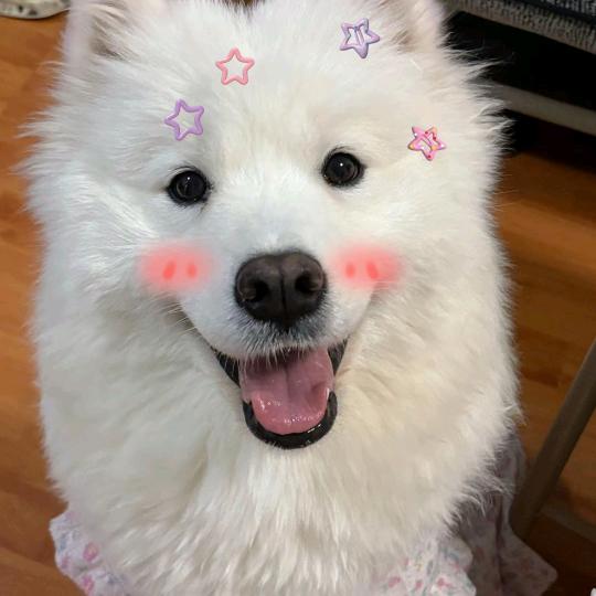 咩咩小可爱呀i
