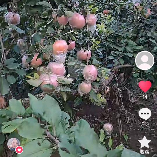 一生平安