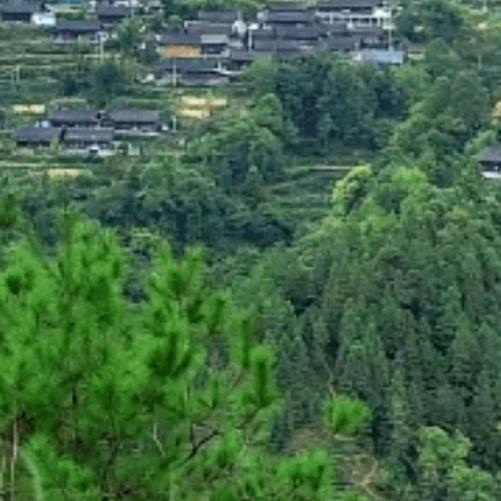 泊哥