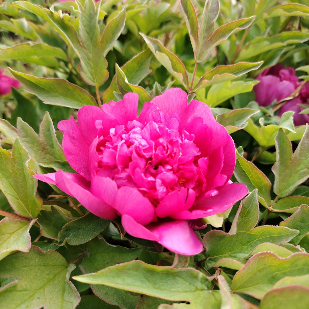 🌺🌺🌺㞮孞🧚‍♀️🧚‍♀️🧚