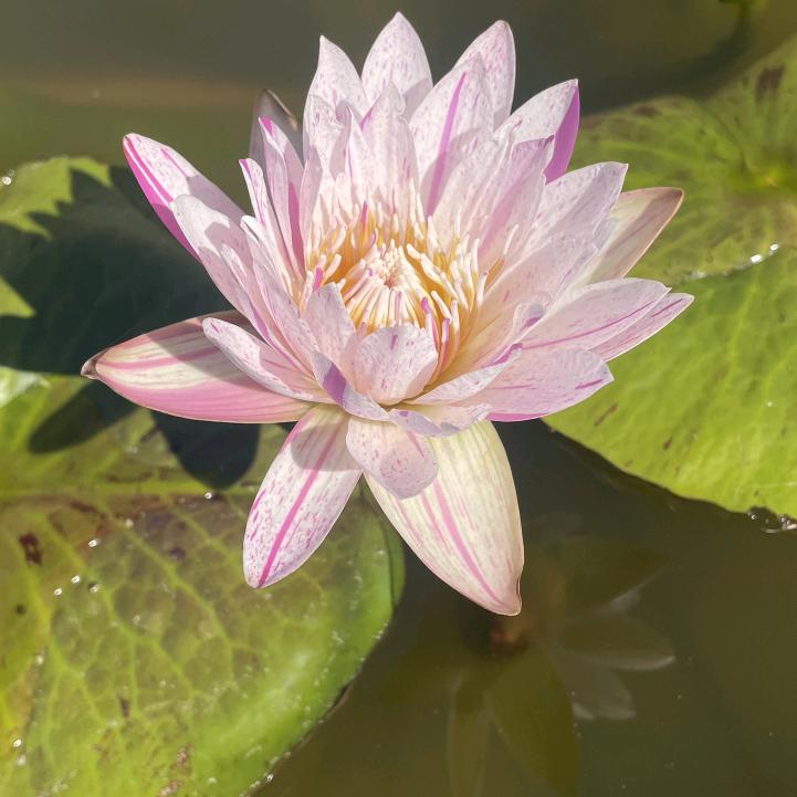悦依清雅秀丽
