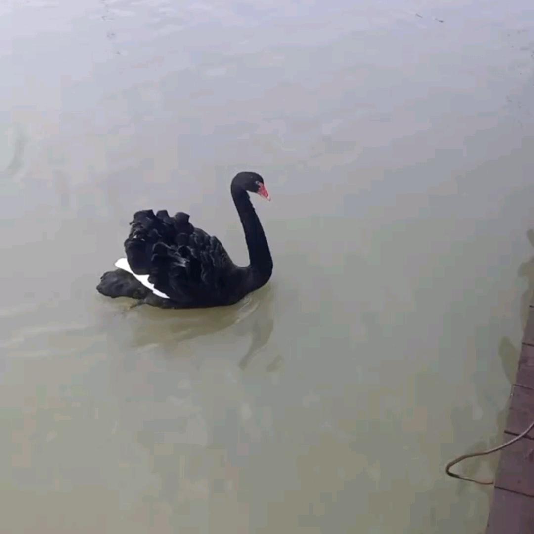小天天