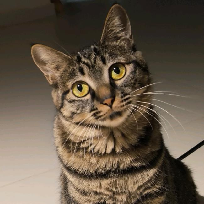 狸主播和闪主播