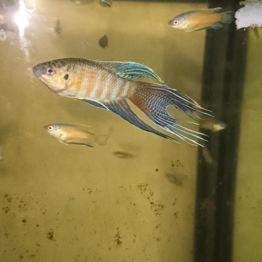 修车管带精洗