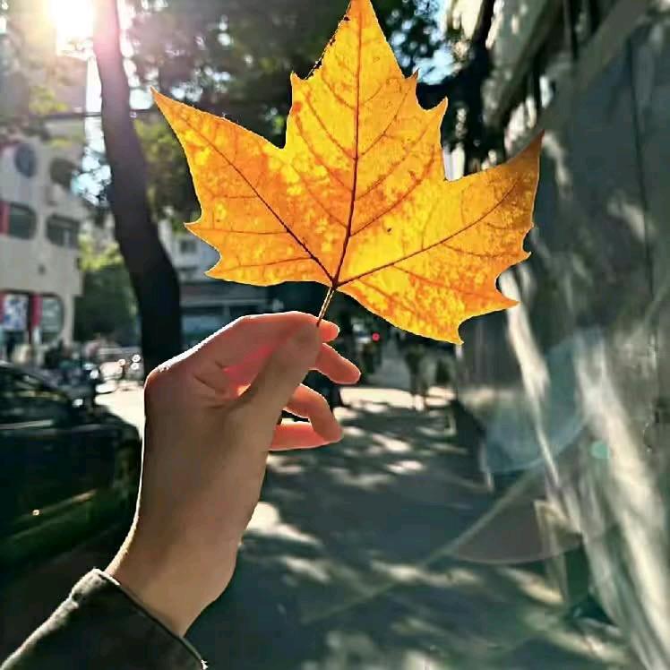 🍁一叶知秋🍁