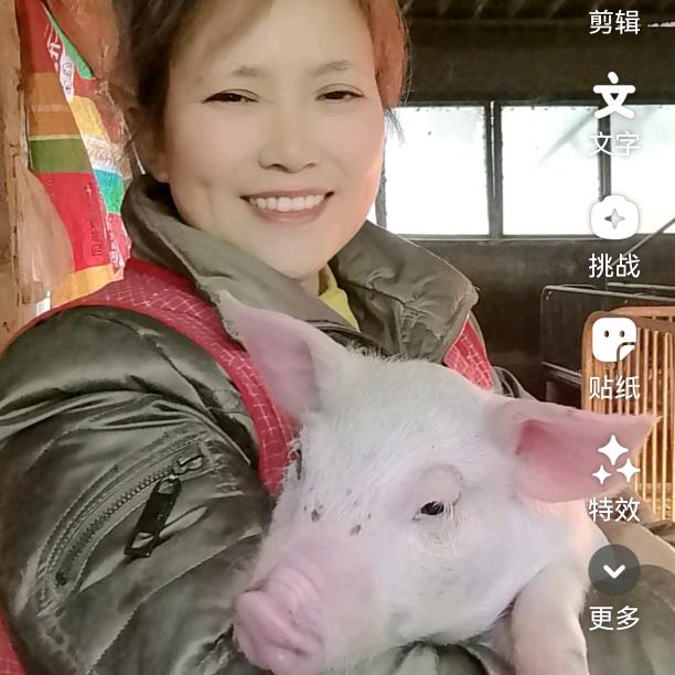 芳姐养猪