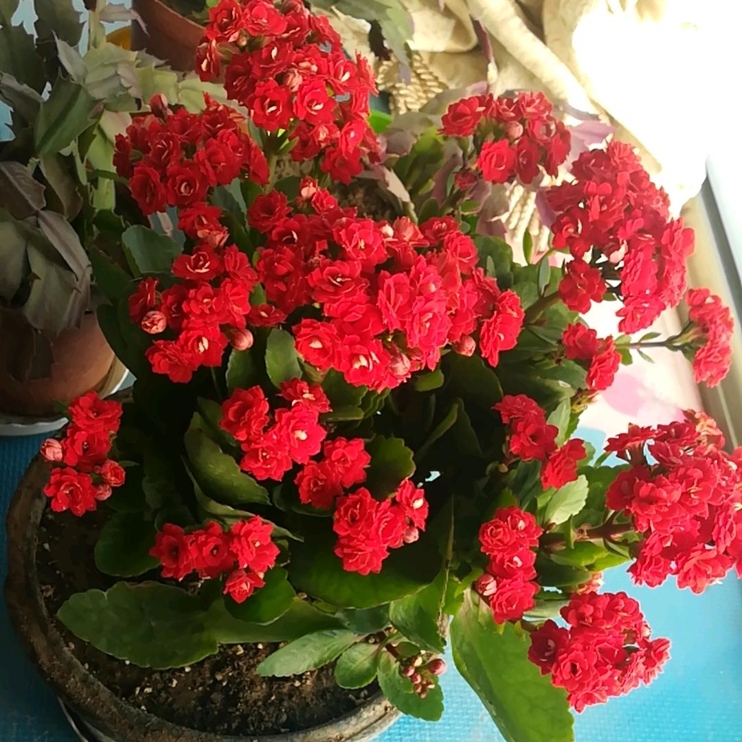 欢乐树