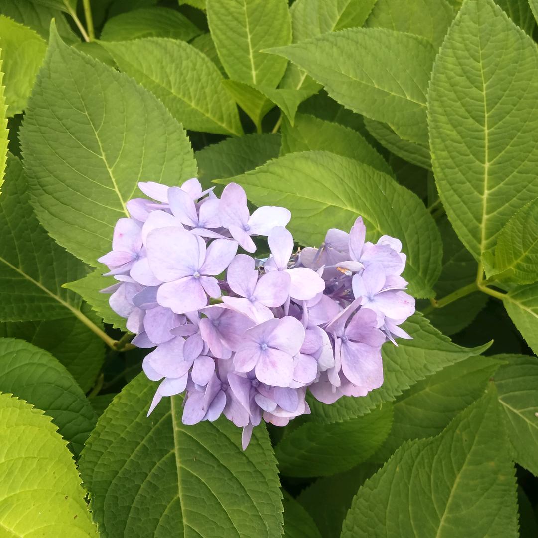 孤独的我