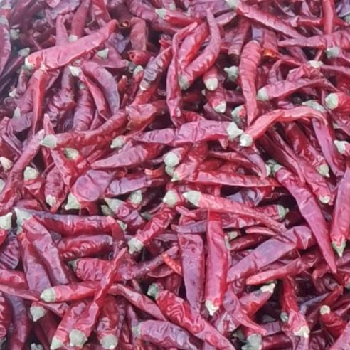 专业收购朝天椒