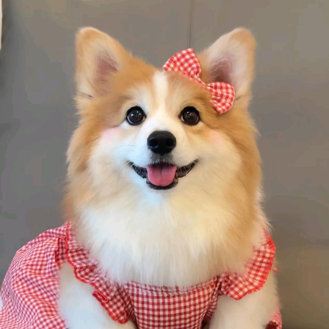 大林家的小狗🐕