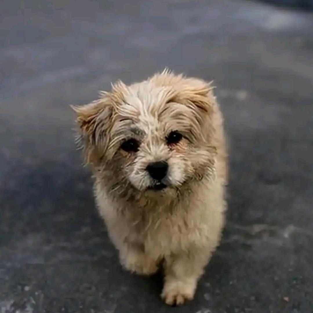 🐶🐶🐶🐶🐶