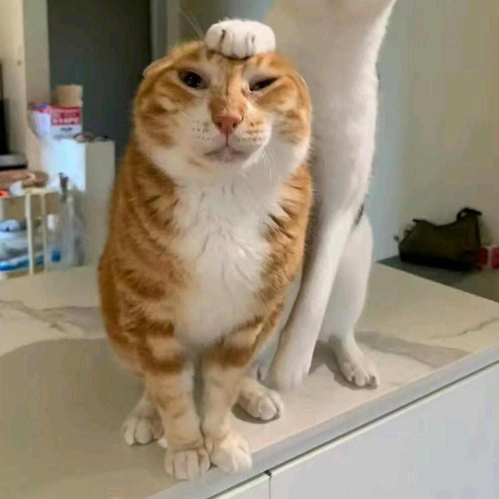 与秋恋安