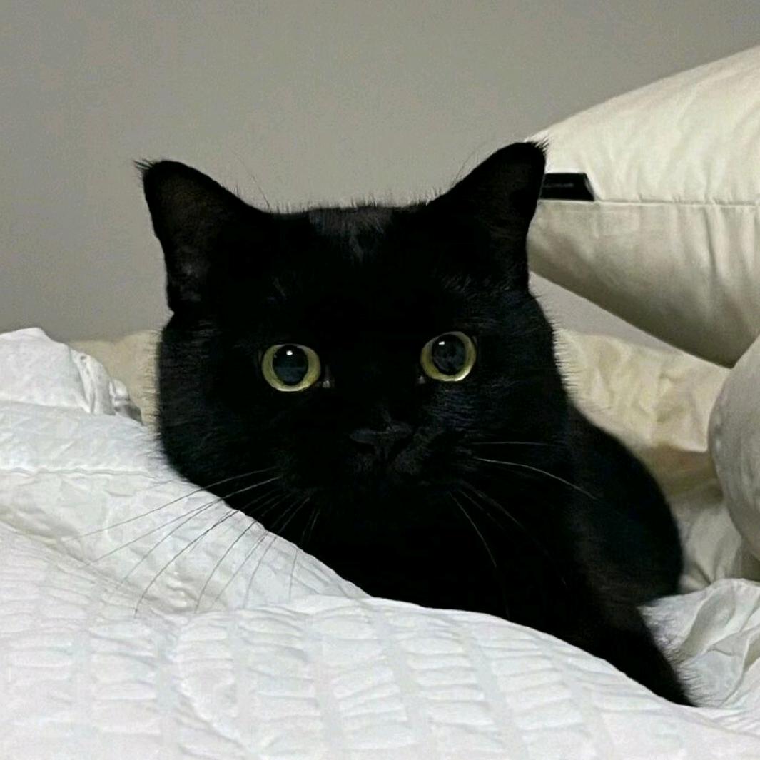 大状狗