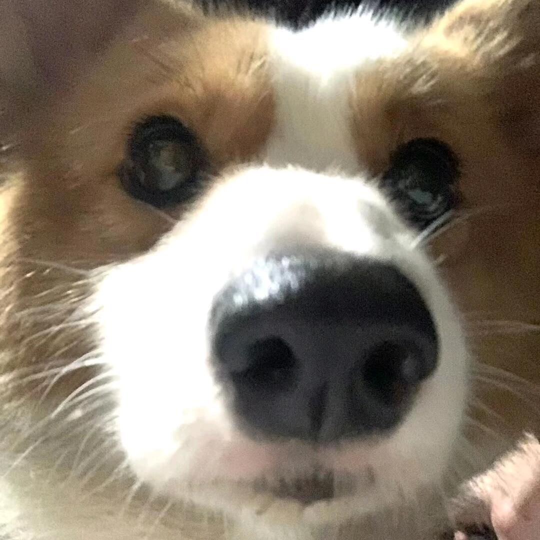 闲鱼🐟
