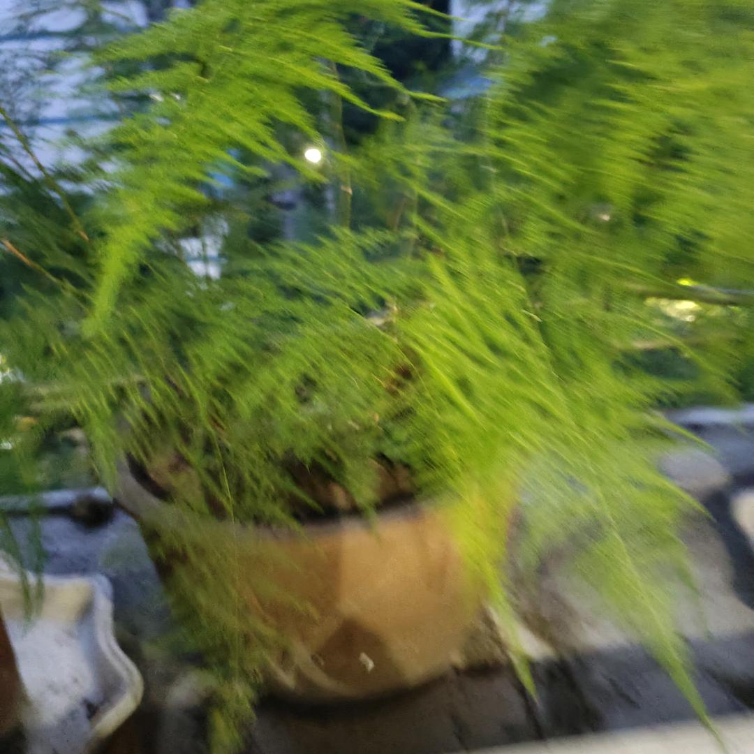 可蕊