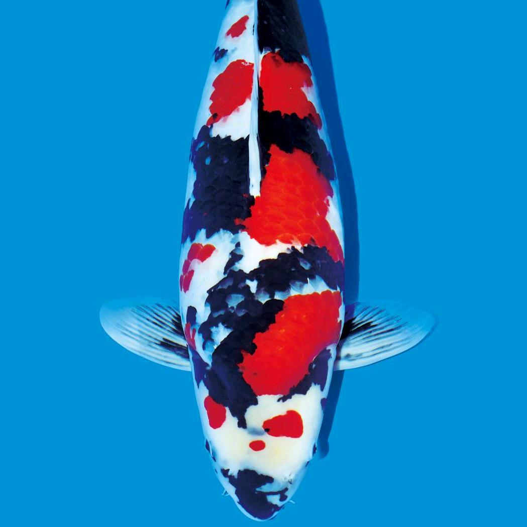 鸿冉锦鲤观赏鱼