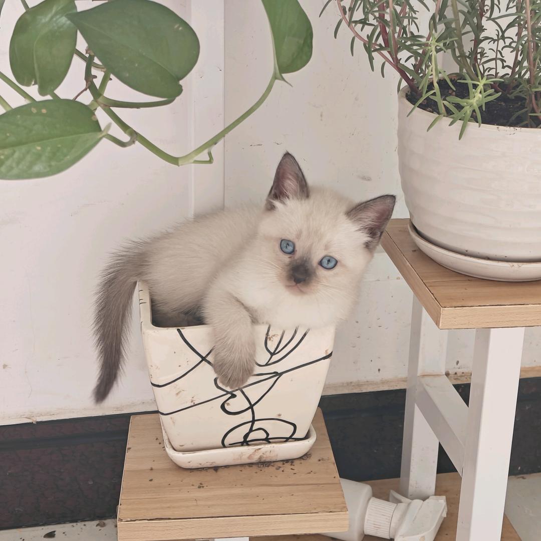 ㅤㅤㅤㅤㅤㅤㅤㅤㅤㅤㅤㅤ╭╯