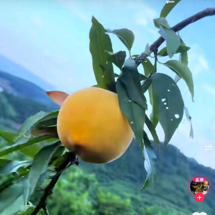 风采依然