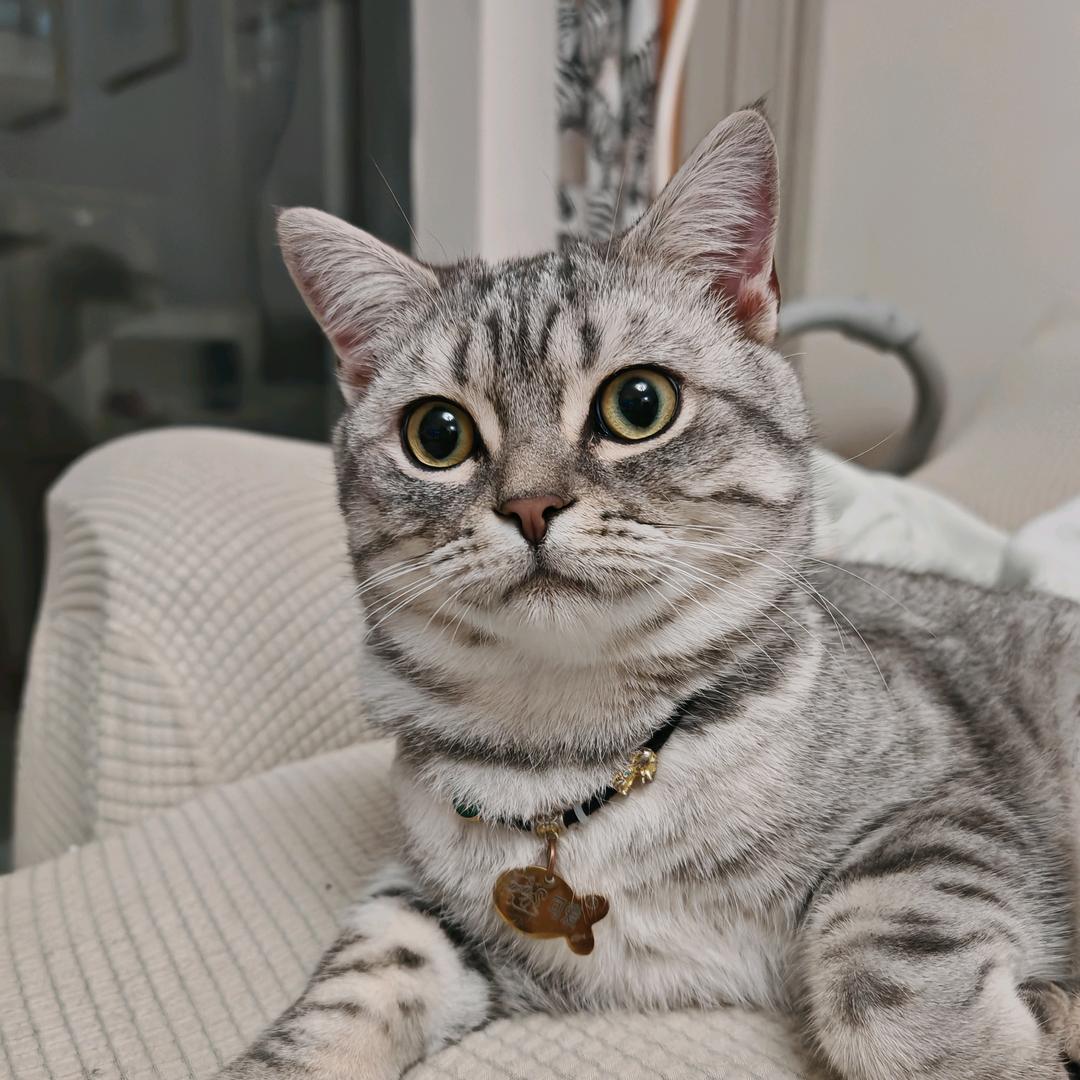 三只猫