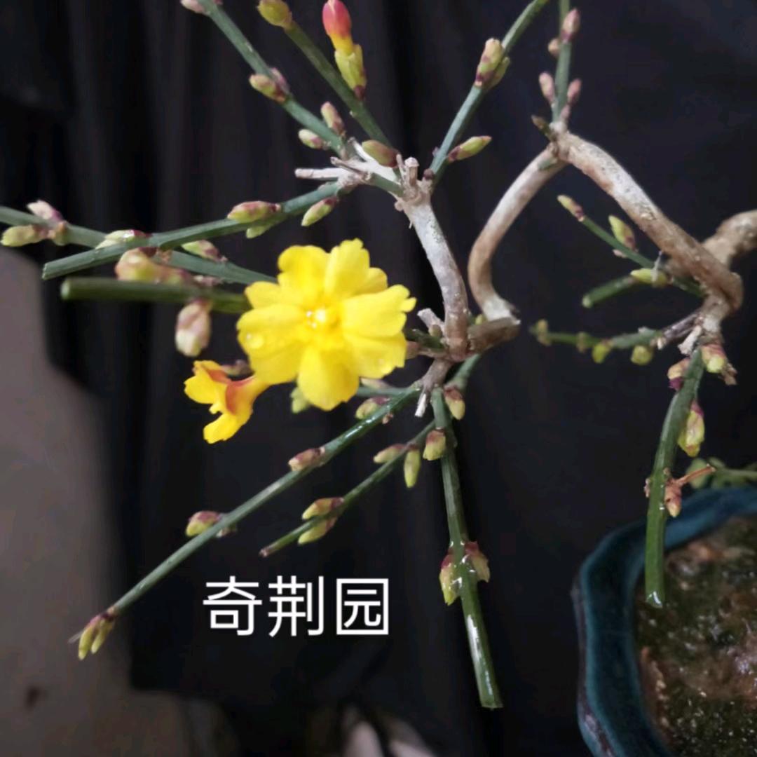 奇荆园艺
