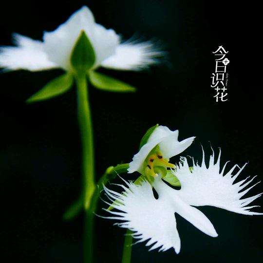平淡