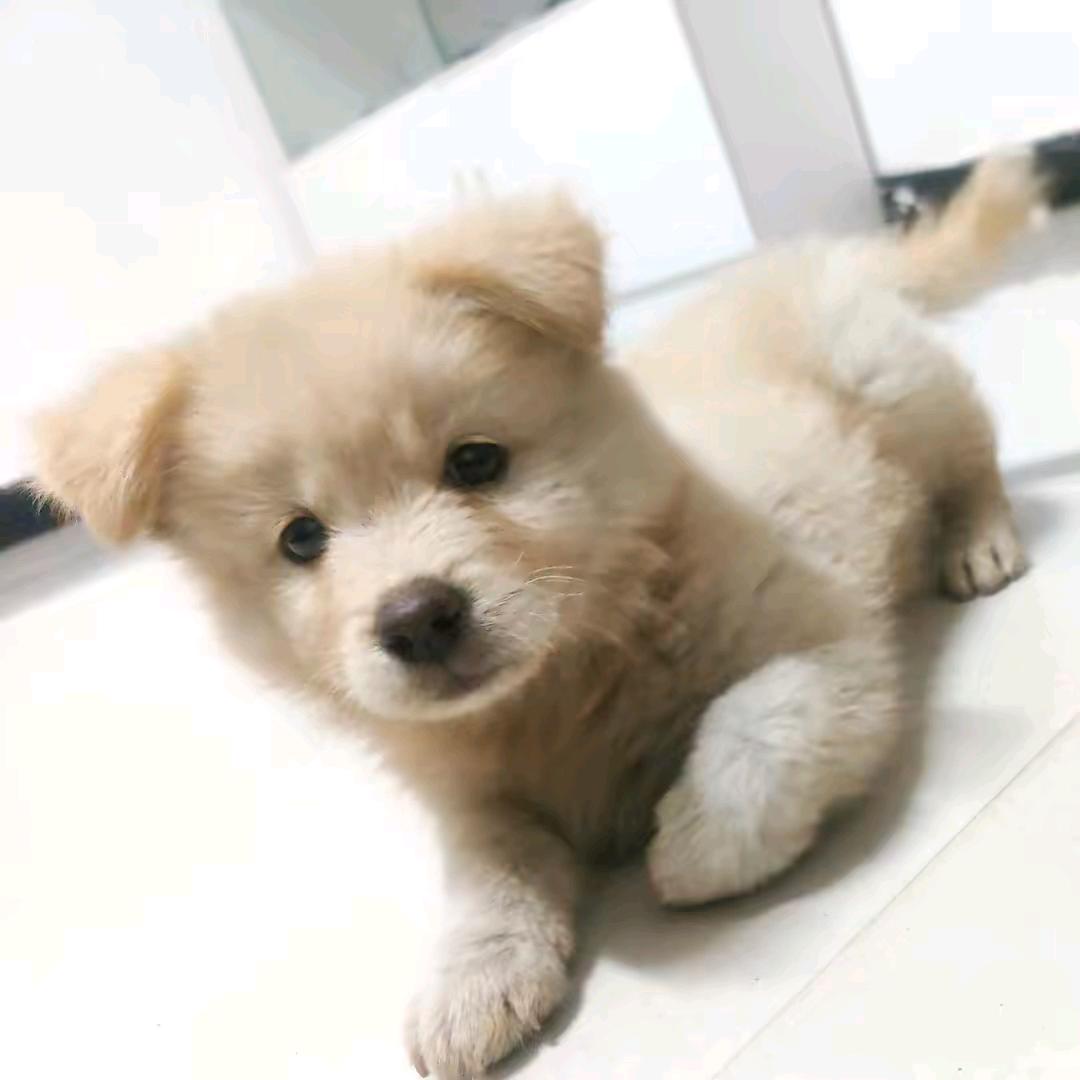 中华田园犬