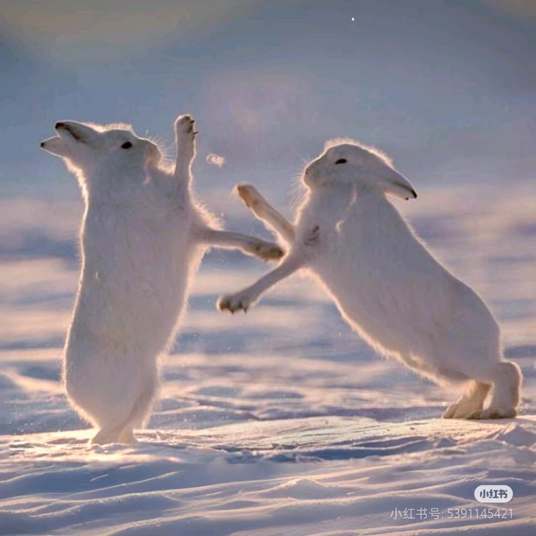 文静内向小白兔