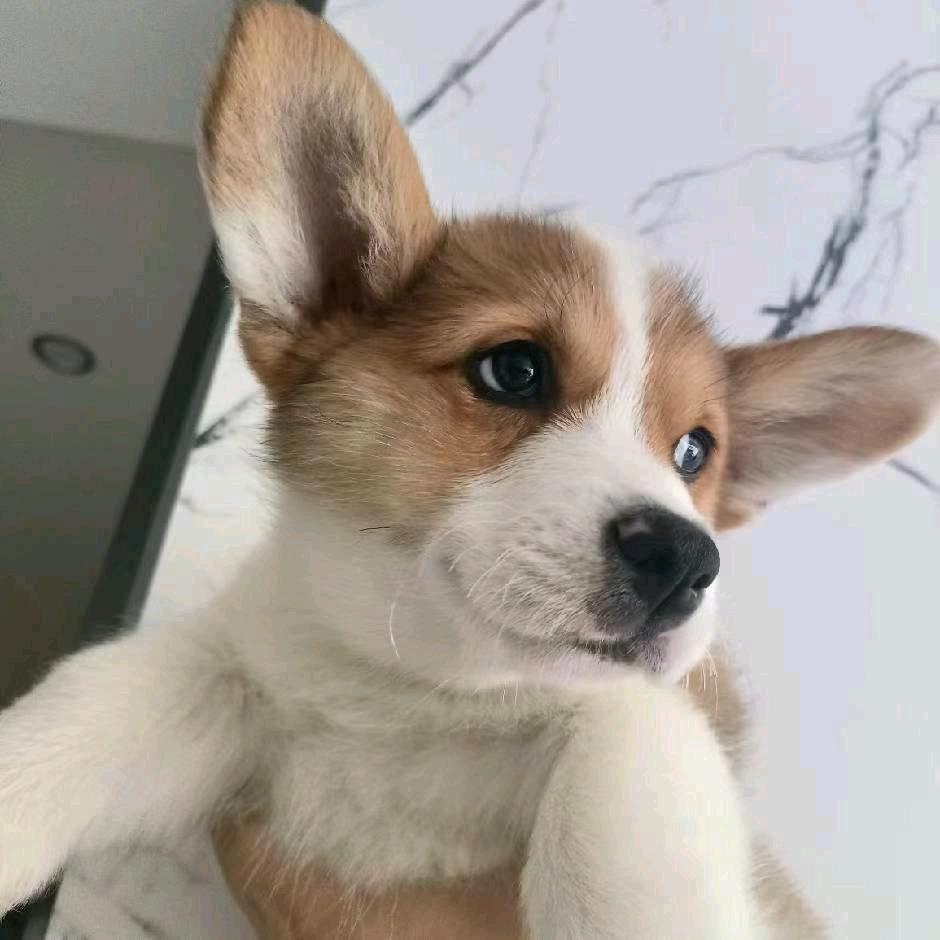 崇州市小雷信息咨询服务部