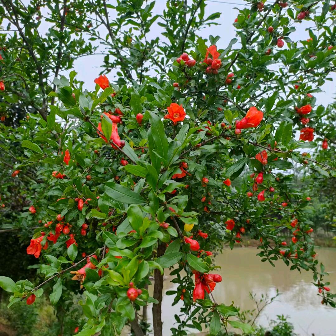 彬燊果树苗木专营店