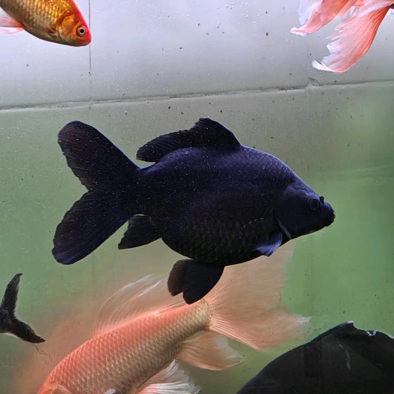 可以看看你的鱼缸吗