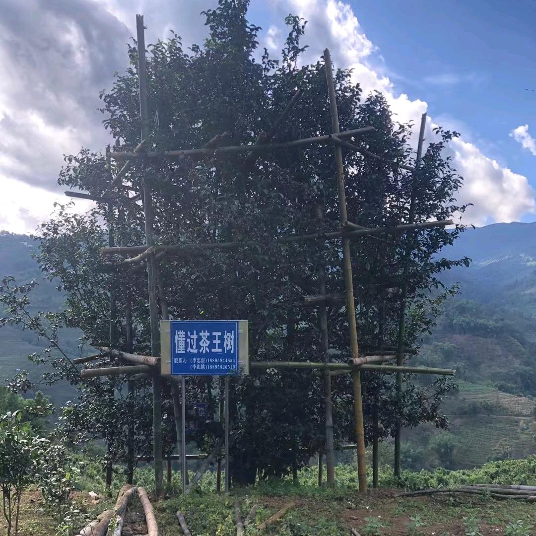 懂过外寨四组39号茶王树