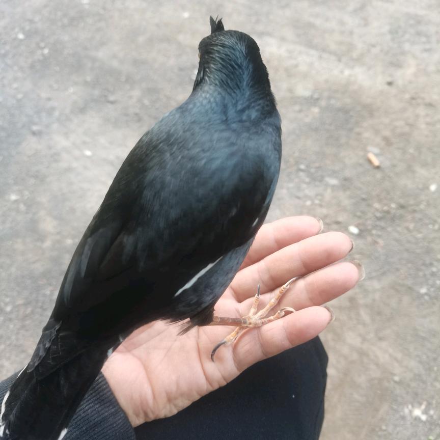 郭成立