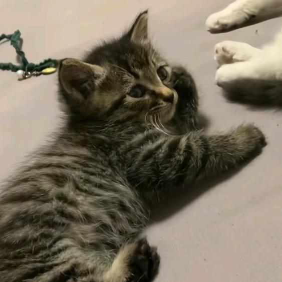 出门开大被夹辟谷缝