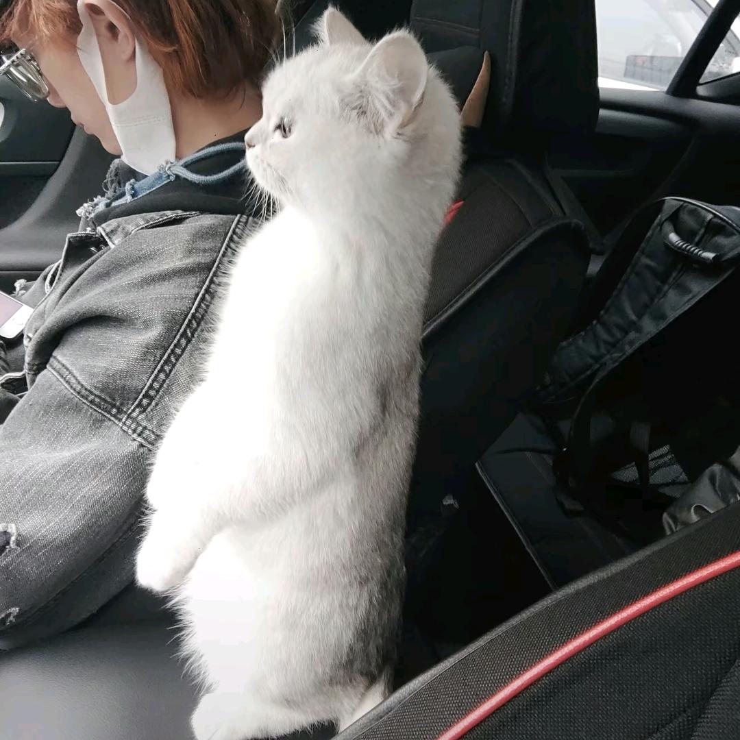 怪蓝兽
