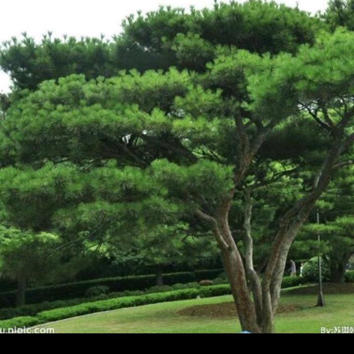 青山常在