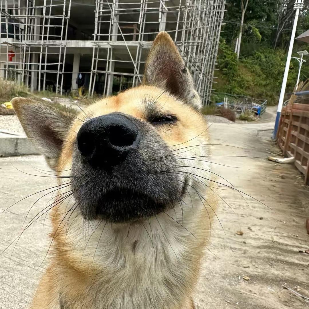 ꧁༺ཌ༈岛屿༈ད༻꧂